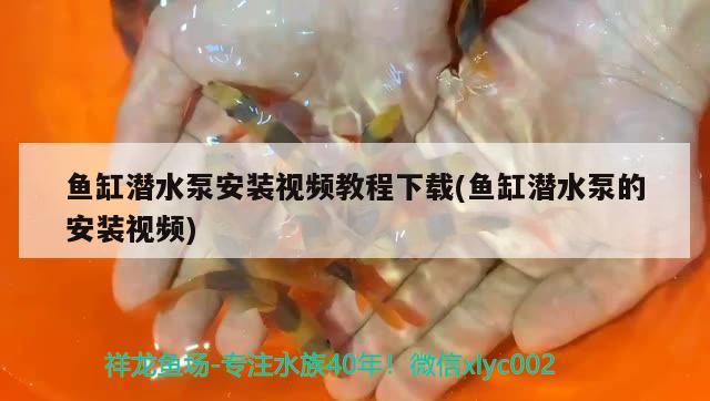 魚缸潛水泵安裝視頻教程下載(魚缸潛水泵的安裝視頻)