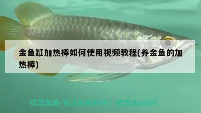 金魚缸加熱棒如何使用視頻教程(養(yǎng)金魚的加熱棒) 野生埃及神仙魚