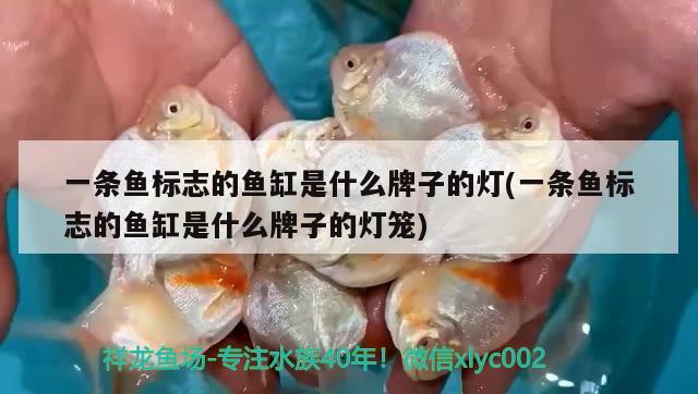 一條魚標志的魚缸是什么牌子的燈(一條魚標志的魚缸是什么牌子的燈籠)