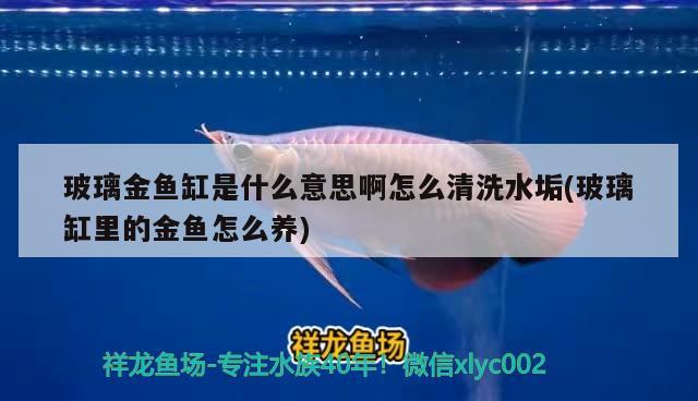 玻璃金魚缸是什么意思啊怎么清洗水垢(玻璃缸里的金魚怎么養(yǎng))