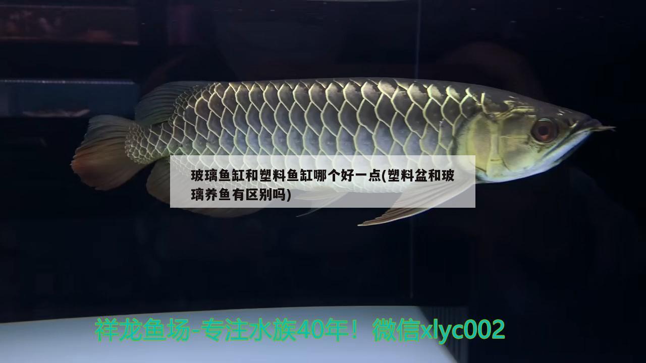 玻璃魚缸和塑料魚缸哪個(gè)好一點(diǎn)(塑料盆和玻璃養(yǎng)魚有區(qū)別嗎) 海象魚