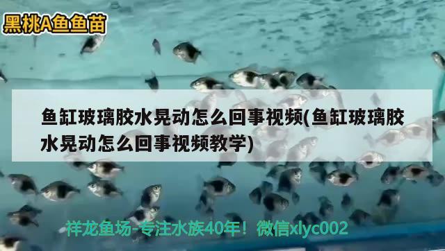 魚缸玻璃膠水晃動怎么回事視頻(魚缸玻璃膠水晃動怎么回事視頻教學(xué)) 黑水素