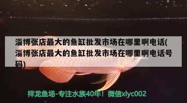 淄博張店最大的魚(yú)缸批發(fā)市場(chǎng)在哪里啊電話(淄博張店最大的魚(yú)缸批發(fā)市場(chǎng)在哪里啊電話號(hào)碼) 白化巴西龜（白巴）