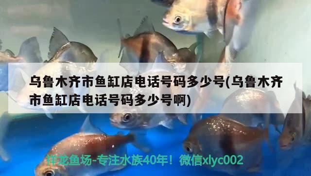 烏魯木齊市魚(yú)缸店電話(huà)號(hào)碼多少號(hào)(烏魯木齊市魚(yú)缸店電話(huà)號(hào)碼多少號(hào)啊)