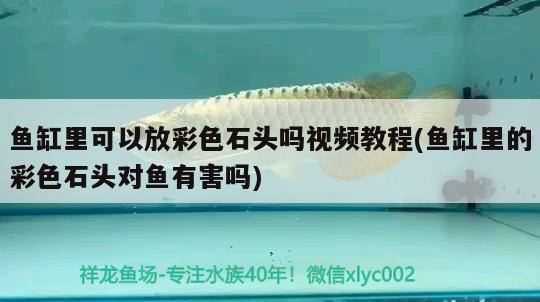 魚(yú)缸里可以放彩色石頭嗎視頻教程(魚(yú)缸里的彩色石頭對(duì)魚(yú)有害嗎) 龍魚(yú)芯片掃碼器