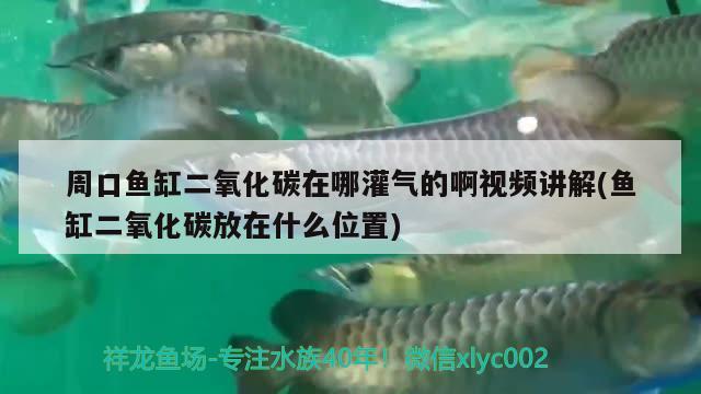 周口魚缸二氧化碳在哪灌氣的啊視頻講解(魚缸二氧化碳放在什么位置) 二氧化碳設備