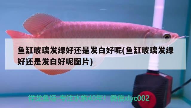 魚缸玻璃發(fā)綠好還是發(fā)白好呢(魚缸玻璃發(fā)綠好還是發(fā)白好呢圖片) 小型觀賞魚