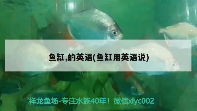 魚缸,的英語(魚缸用英語說) 綠皮皇冠豹魚