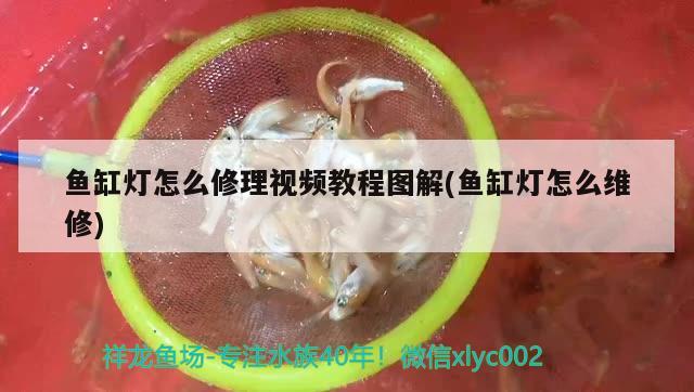 魚缸燈怎么修理視頻教程圖解(魚缸燈怎么維修) 水族維護(hù)服務(wù)（上門）