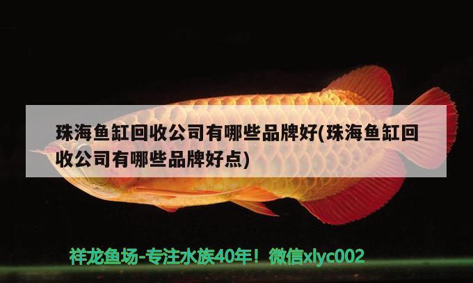 珠海魚(yú)缸回收公司有哪些品牌好(珠海魚(yú)缸回收公司有哪些品牌好點(diǎn)) 蝴蝶鯉魚(yú)苗