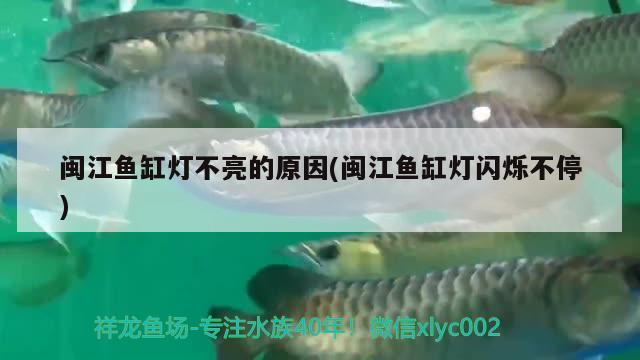 閩江魚(yú)缸燈不亮的原因(閩江魚(yú)缸燈閃爍不停) 高背金龍魚(yú)