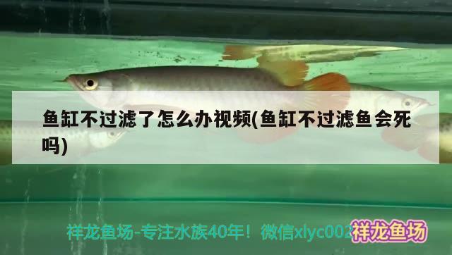 魚缸不過濾了怎么辦視頻(魚缸不過濾魚會死嗎)