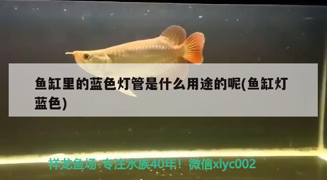 魚缸里的藍色燈管是什么用途的呢(魚缸燈藍色) 泰龐海蓮魚