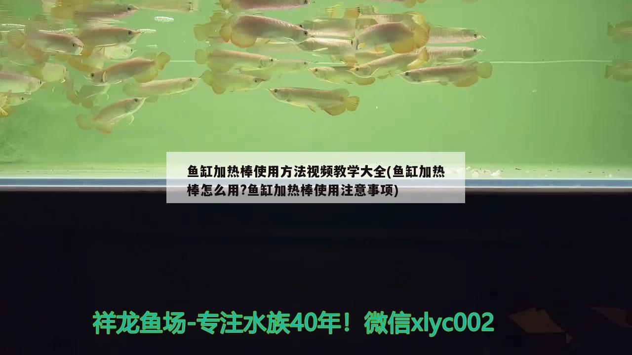 魚缸加熱棒使用方法視頻教學(xué)大全(魚缸加熱棒怎么用?魚缸加熱棒使用注意事項(xiàng))