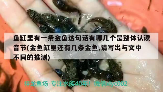 魚(yú)缸里有一條金魚(yú)這句話有哪幾個(gè)是整體認(rèn)讀音節(jié)(金魚(yú)缸里還有幾條金魚(yú),請(qǐng)寫(xiě)出與文中不同的推測(cè)) 大白鯊魚(yú)苗