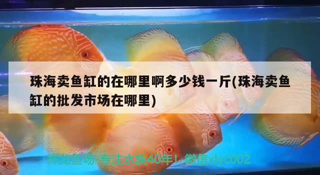 珠海賣魚缸的在哪里啊多少錢一斤(珠海賣魚缸的批發(fā)市場在哪里) 二氧化碳設(shè)備