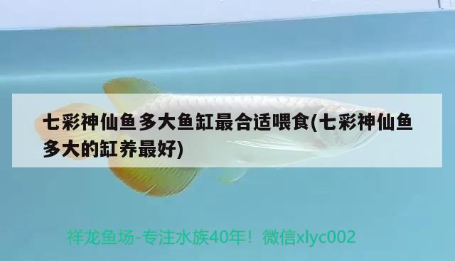 七彩神仙魚多大魚缸最合適喂食(七彩神仙魚多大的缸養(yǎng)最好) 七彩神仙魚