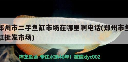 鄭州市二手魚缸市場在哪里啊電話(鄭州市魚缸批發(fā)市場) 赤荔鳳冠魚