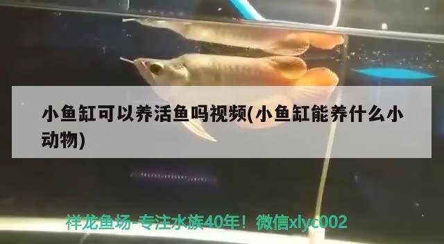 小魚缸可以養(yǎng)活魚嗎視頻(小魚缸能養(yǎng)什么小動物) 錦鯉池魚池建設(shè)