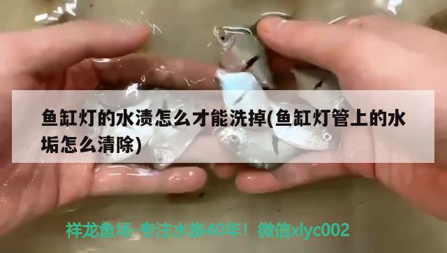 魚缸燈的水漬怎么才能洗掉(魚缸燈管上的水垢怎么清除) 成吉思汗鯊（球鯊）魚