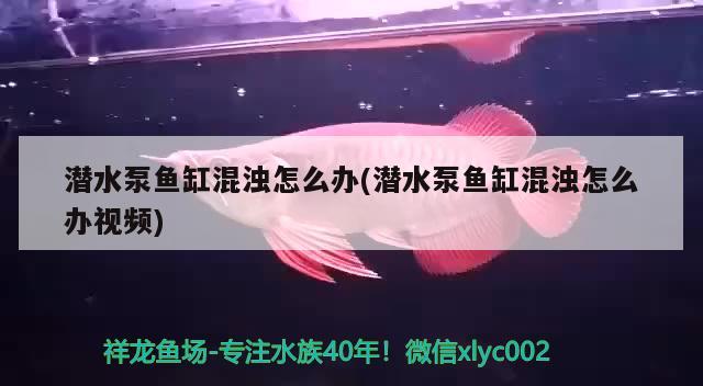 潛水泵魚缸混濁怎么辦(潛水泵魚缸混濁怎么辦視頻)