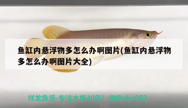 魚(yú)缸內(nèi)懸浮物多怎么辦啊圖片(魚(yú)缸內(nèi)懸浮物多怎么辦啊圖片大全)