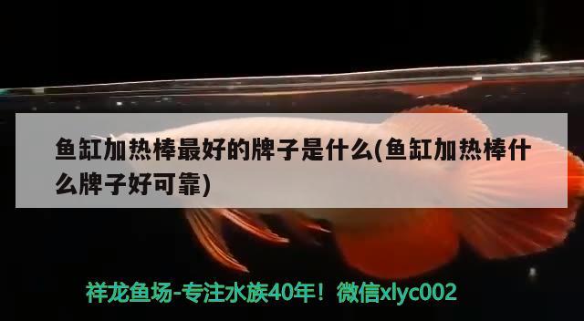 魚缸加熱棒最好的牌子是什么(魚缸加熱棒什么牌子好可靠) 麥肯斯銀版魚