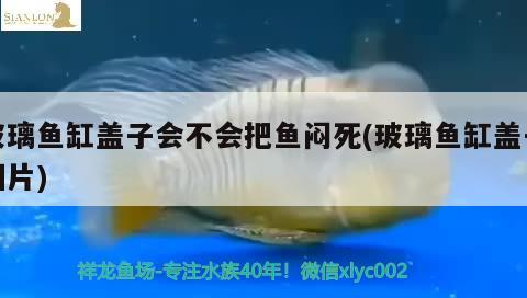 玻璃魚缸蓋子會不會把魚悶死(玻璃魚缸蓋子圖片) 黃金夢幻雷龍魚