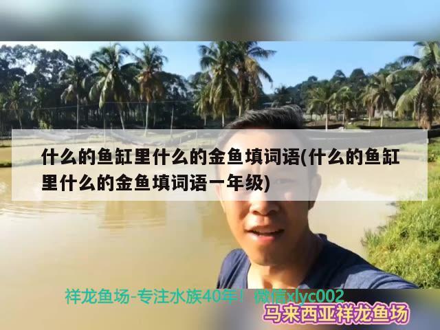 什么的魚缸里什么的金魚填詞語(yǔ)(什么的魚缸里什么的金魚填詞語(yǔ)一年級(jí)) 綠皮辣椒小紅龍