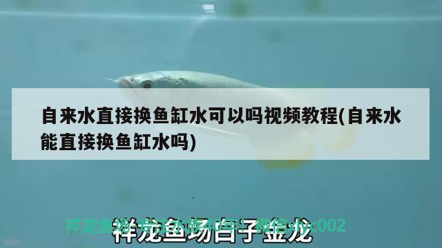 自來水直接換魚缸水可以嗎視頻教程(自來水能直接換魚缸水嗎)