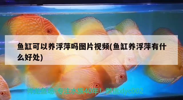 魚缸可以養(yǎng)浮萍嗎圖片視頻(魚缸養(yǎng)浮萍有什么好處) 溫控設(shè)備