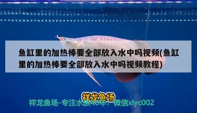 魚缸里的加熱棒要全部放入水中嗎視頻(魚缸里的加熱棒要全部放入水中嗎視頻教程) 二氧化碳設(shè)備