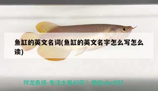 魚缸的英文名詞(魚缸的英文名字怎么寫怎么讀)