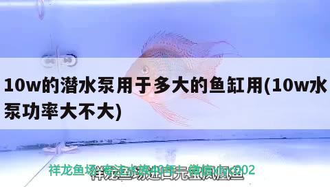 10w的潛水泵用于多大的魚缸用(10w水泵功率大不大) 印尼虎苗