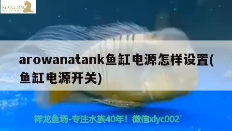 arowanatank魚缸電源怎樣設(shè)置(魚缸電源開關(guān))