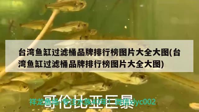 臺灣魚缸過濾桶品牌排行榜圖片大全大圖(臺灣魚缸過濾桶品牌排行榜圖片大全大圖) 黃金招財貓魚