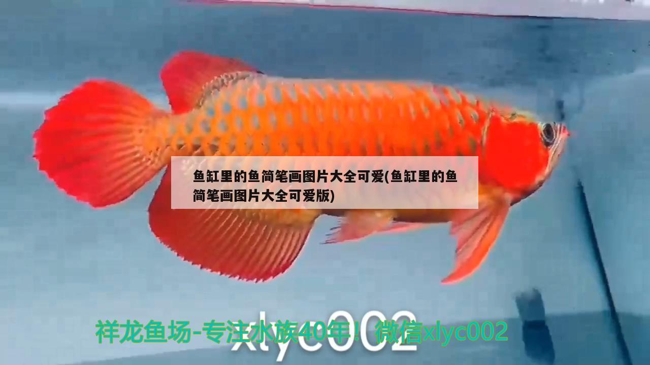 魚缸里的魚簡筆畫圖片大全可愛(魚缸里的魚簡筆畫圖片大全可愛版)