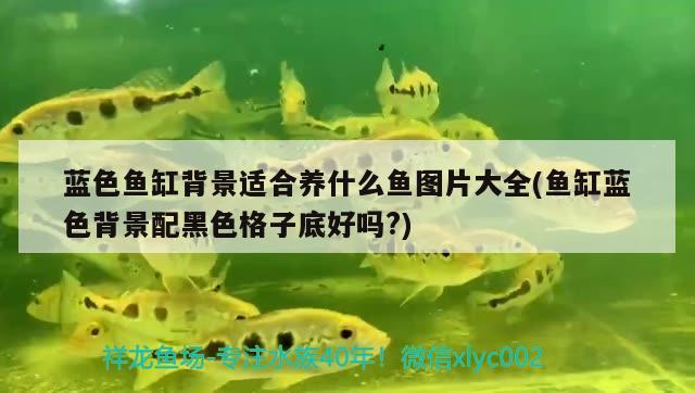 藍(lán)色魚缸背景適合養(yǎng)什么魚圖片大全(魚缸藍(lán)色背景配黑色格子底好嗎?) 野生地圖魚