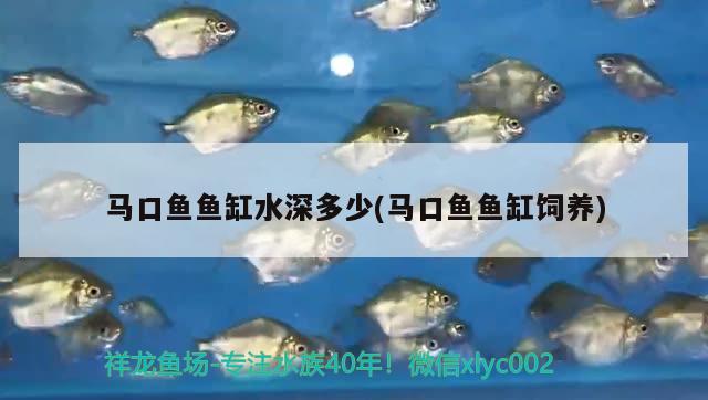 馬口魚(yú)魚(yú)缸水深多少(馬口魚(yú)魚(yú)缸飼養(yǎng)) 熱帶魚(yú)魚(yú)苗批發(fā)