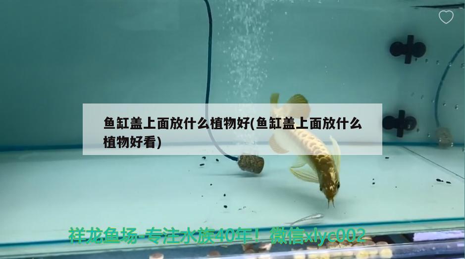 魚缸蓋上面放什么植物好(魚缸蓋上面放什么植物好看)