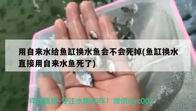 用自來水給魚缸換水魚會不會死掉(魚缸換水直接用自來水魚死了) 廣州龍魚批發(fā)市場