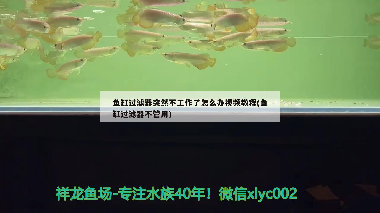 魚缸過濾器突然不工作了怎么辦視頻教程(魚缸過濾器不管用) 伊巴卡魚