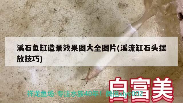 溪石魚缸造景效果圖大全圖片(溪流缸石頭擺放技巧) 奈及利亞紅圓點(diǎn)狗頭