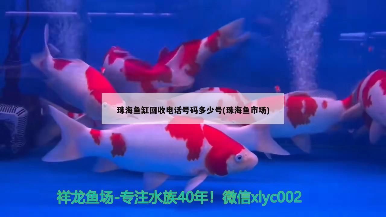 珠海魚缸回收電話號碼多少號(珠海魚市場)