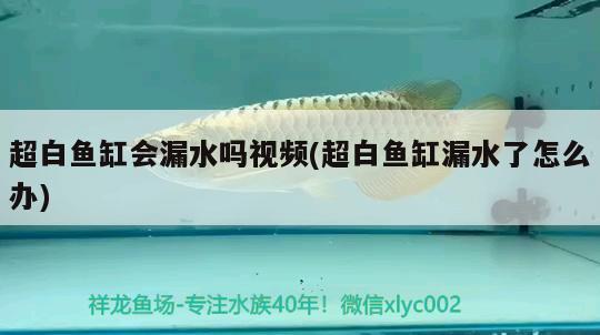 超白魚缸會漏水嗎視頻(超白魚缸漏水了怎么辦)