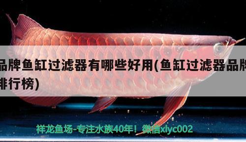 品牌魚缸過濾器有哪些好用(魚缸過濾器品牌排行榜) 金頭過背金龍魚