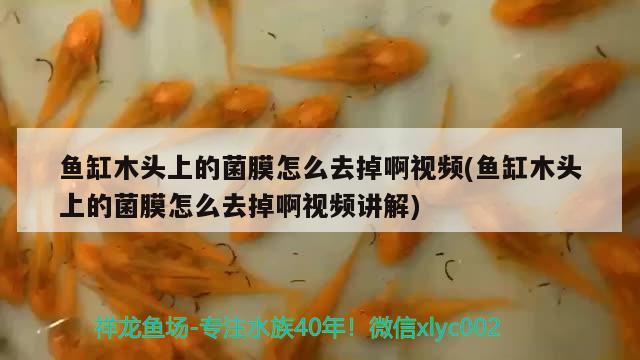 魚缸木頭上的菌膜怎么去掉啊視頻(魚缸木頭上的菌膜怎么去掉啊視頻講解) 朱巴利魚苗