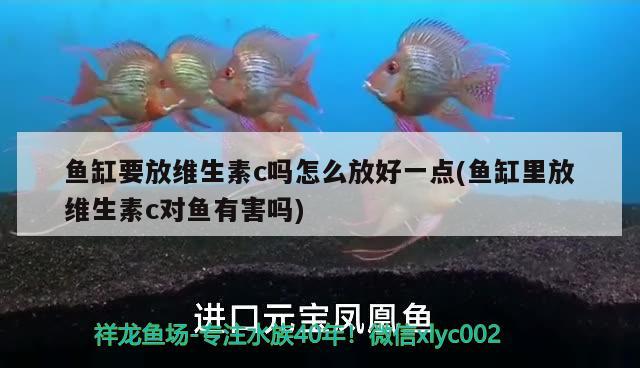 魚缸要放維生素c嗎怎么放好一點(魚缸里放維生素c對魚有害嗎)