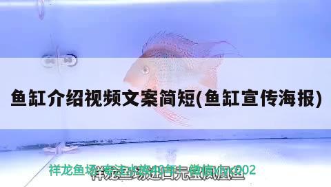 魚缸介紹視頻文案簡短(魚缸宣傳海報) 紅頭利魚