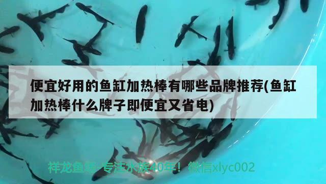 便宜好用的魚(yú)缸加熱棒有哪些品牌推薦(魚(yú)缸加熱棒什么牌子即便宜又省電)